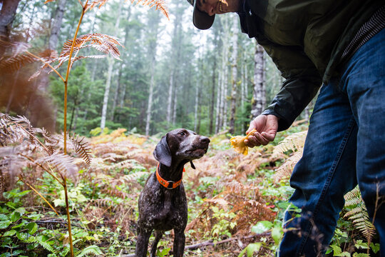 Man lets his dog smell a freshly picked chanterelle mushroom in the forest