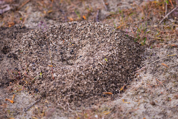 A small anthill with scattered grains of sand near his entrance