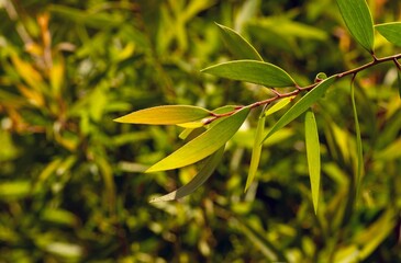 Melaleuca cajuputi young green leaves, in shallow focus, in the forest
