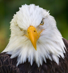 Alaskan Bald Eagle