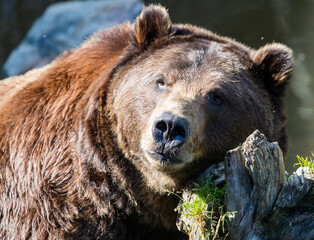 Fototapeta premium Alaskan browny Grizzly bear scratching his chin on a random log. Simple pleasures.