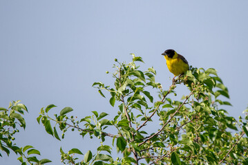Black headed bunting singing, perched in a bush, against blue sky