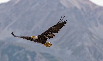 A soaring Alaskan Bald Eagle.