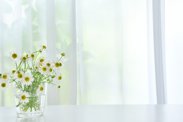 カモミールの花　カーテン
