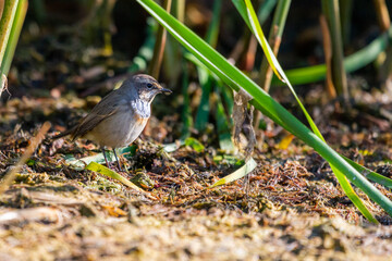 Bluethroat or Luscinia svecica. The beautiful bird sings a spring song in the wild nature. Wild bird in a natural habitat. Wildlife Photography