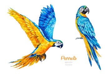 Watercolor parrots. Tropical yellow-blue birds. Watercolor botanical hand drawn illustration.  © Katy's Dreams