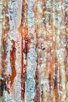 Abstract texture of colorful bark