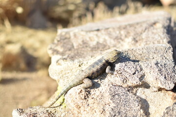 Eidechse in der Natur