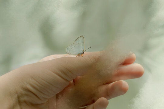 The butterfly on the hand