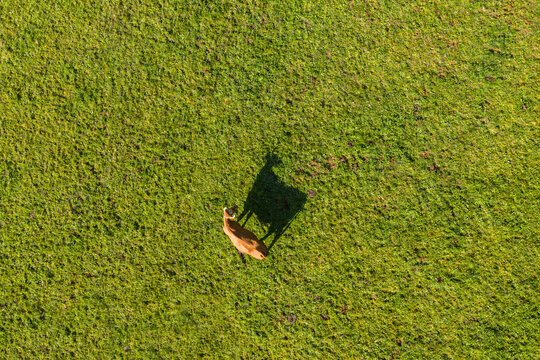 aerial shot of cow on green pasture