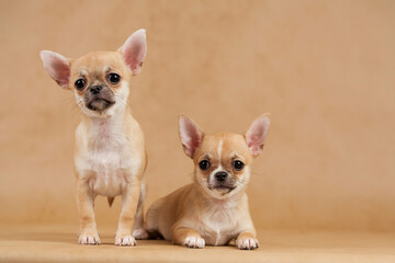 Chihuahua puppy.Portrait of cute puppy.Studio portrait of Pets.dogs hug.Friendship of two dogs.tender feeling.Portrait of two charming dogs.