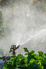Automatic Garden Lawn sprinkler in action watering grass. Green Nature Background concept