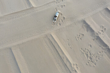 aerial shot of dog on beach