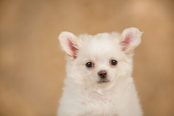 Chihuahua puppy.Portrait of cute puppy.Studio portrait of Pets.