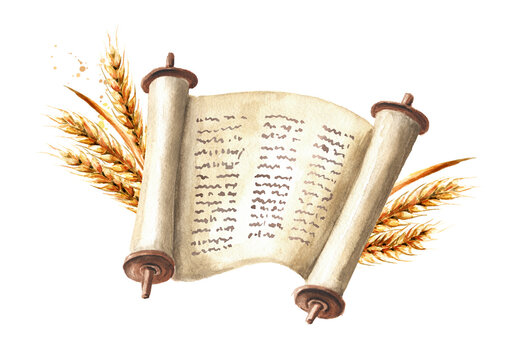 Torah and wheat. Symbol of Jewish holiday Shavuot. Watercolor hand drawn illustration, isolated on white background - Powered by Adobe