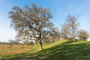 Fototapeta na wymiar Oak trees in pastures in spring