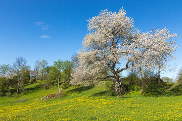 Landscape with flowering fruit trees in spring