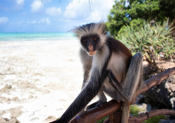 Lounging colobus monkey