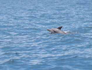 dolphin in the water