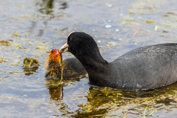 Coot feeding her chicken in water with a plant