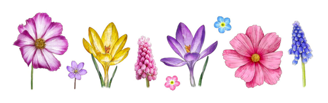 Watercolor crocus, muscari, C&oacute;smos, hepatica, forget-me-not isolated on white background. Spring Vintage flowers. Botanical hand drawn illustration for postcards, souvenirs, creating invitation