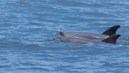 dolphin in the water
