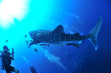 A whale shark that swims leisurely.