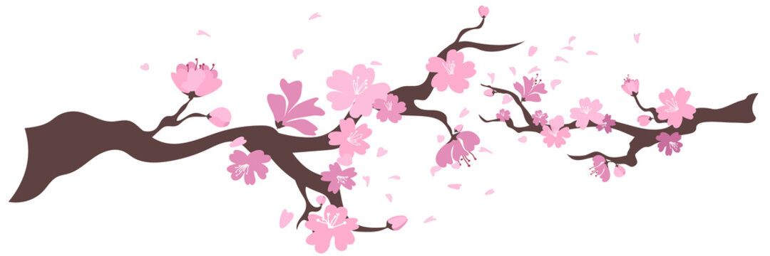 Sakura flowers frame. Background with blossom cherry tree branches. Japanese flowers on white background. Vector illustration