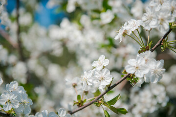Obraz na płótnie Canvas Apple tree blooming. White flowers on tree branch. Spring flowering trees. blooming trees. 