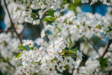 Apple tree blooming. White flowers on tree branch. Spring flowering trees. blooming trees. 