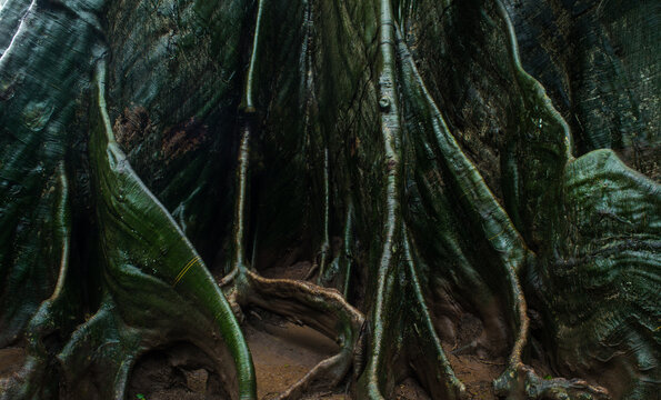 Giant tree roots