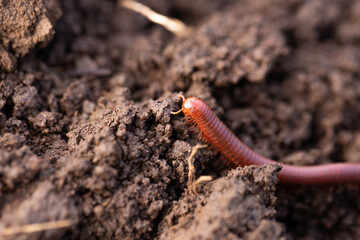 small millipede moving on the ground...