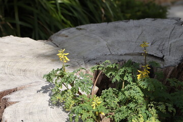 Obraz premium そこに咲く花