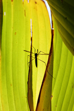 Crane fly silhouette on bananaleaf