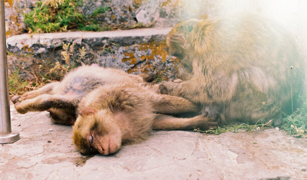 Monkey laying down