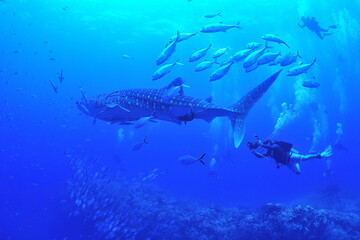 Fototapeta na wymiar A whale shark that swims leisurely.