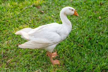 A white goose standing on the green grass Green lawn background