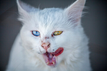 Turkey, a cat with blue and yellow eyes, in the cattery of cats in the city of Van.