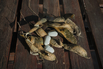 Dried seed beans with pods on a wooden table 