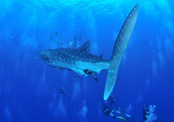 A whale shark that swims leisurely.