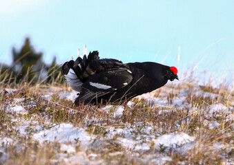 Black grass on a high mountain meadow. Golden hour after sunrise .Cold spring in nature. Wild scene from Europe. Black bird with a red crest, white tail.