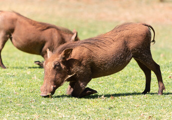 Foraging Warthog