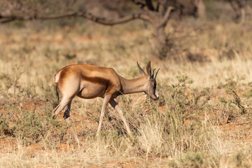 Copper  Springbok