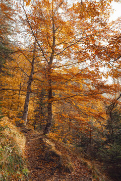 golden autumn with orange leaves on trees
