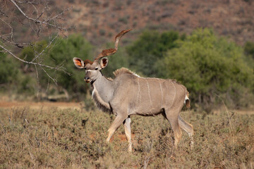 One-horned kudu bull