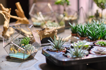 Mix of Pink and Green Flowering Echeveria, Sedum Succulent House Plants Arrangement pot Background