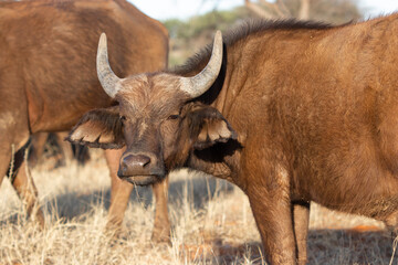 Cape buffalo