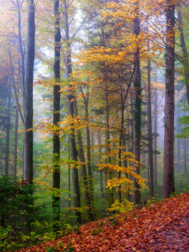 Autumn forest foligage