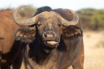 Cape buffalo
