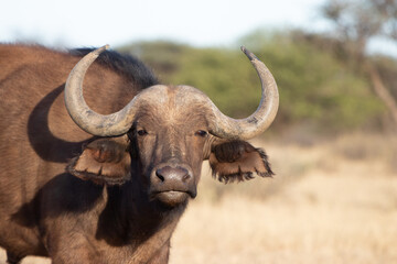 Cape buffalo